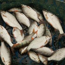 В 2026 г. нельзя будет вести промышленный и любительский лов плотвы в ряде районов Астраханской области