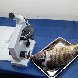 Корректировки вносятся по результатам практики применения техрегламента о безопасности рыбопродукции
