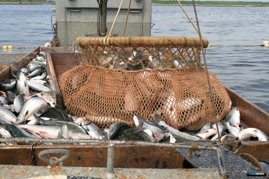 промышленная рыбалка на сахалине видео