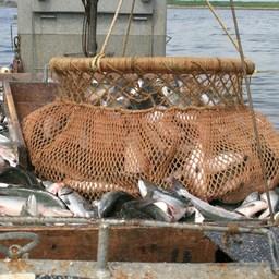 Промысел лосося на Сахалине