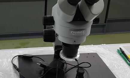 Ученые изучают соседство бокоплавов и копеподов. Архивное фото