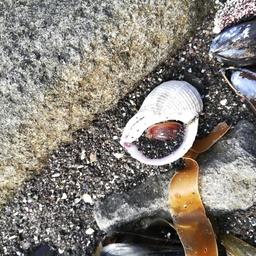 Погибший брюхоногий моллюск. В случае их естественной гибели раковины выносит на берег уже пустыми. Фото пресс-службы WWF России