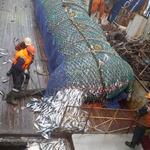 Рыбный промысел на Дальнем Востоке. Фото предоставлено «Океанрыбфлотом»