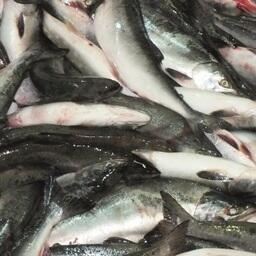 Комиссия согласовала проекты четырех соглашений по новым рыболовным участкам