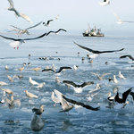 Сахалинские рыбаки выступают за доработку законопроекта