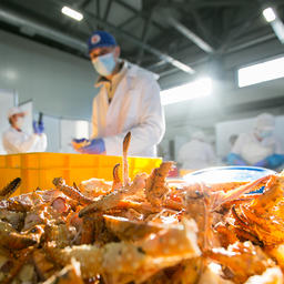 Завод, запущенный в конце 2017 г., работает со всеми основными промысловыми видами краба на Дальнем Востоке. Фото пресс-службы фонда «Родные острова»
