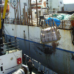 По итогам путины 14 БАТМов «Океанрыбфлота» приняли 29 тыс. тонн лосося