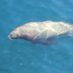 Сивуч на Дальнем Востоке. Архивное фото, предоставлено ДВ ЭО АСР
