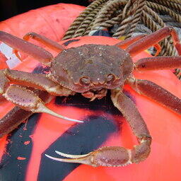 Ученые предложили оставить общий допустимый улов краба-стригуна опилио в Баренцевом море на 2027 г. на том же уровне, что и в нынешнем году. Архивное фото