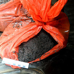 Изъято 12 кг черной икры. Фото пресс-службы Управления МВД по Астраханской области