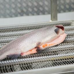 В Мурманской области на аукцион выставили четыре участка на внутренних водоемах под индустриальную аквакультуру