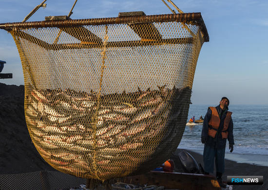 Добыча лосося в Сахалинской области. Фото Анатолия Макоедова