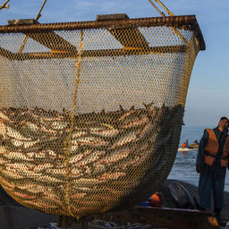 Добыча лосося в Сахалинской области. Фото Анатолия Макоедова