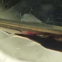 Поздняя личинка кутума. Фото пресс-службы КаспНИРХ