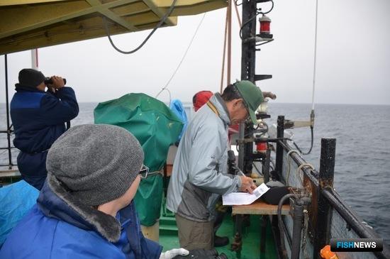 Исследования проводились в центральной и северной частях Охотского моря. Фото пресс-службы ТИНРО-Центра