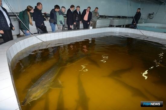 Анюйский осетровый рыбоводный завод. Фото пресс-службы правительства Хабаровского края