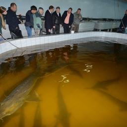 Анюйский осетровый рыбоводный завод. Фото пресс-службы правительства Хабаровского края