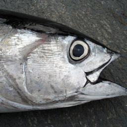 Большеглазый тунец. Фото из «Википедии»