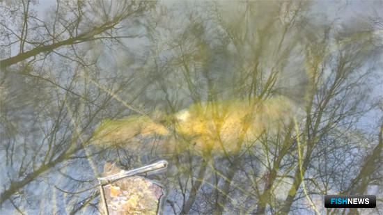 Инспекция обнаружила в воде мертвую рыбу. Фото управления Россельхознадзора по Москве, Московской и Тульской областям