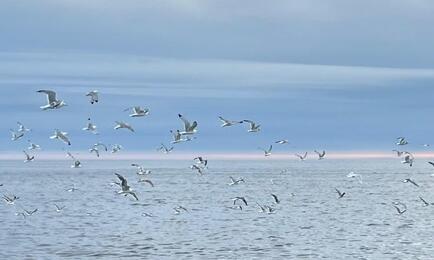 В докладе правительства представлена позиция о преждевременности продажи на аукционах долей квот, закрепленных ранее по историческому принципу