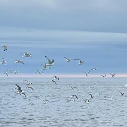 В докладе правительства представлена позиция о преждевременности продажи на аукционах долей квот, закрепленных ранее по историческому принципу