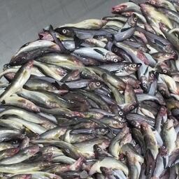 На Дальневосточном бассейне ставка по минтаю составит 5086,9 рубля за тонну