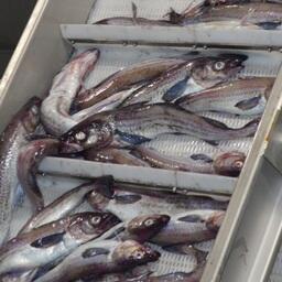 Белоруссия получает в том числе квоты на добычу в российской зоне минтая