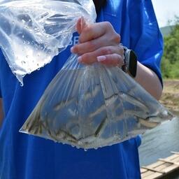 Молодь кеты, выпущенная этим летом в Приморье