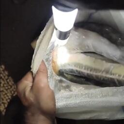 Также полицейские изъяли тушки осетровых. Кадр оперативной съемки