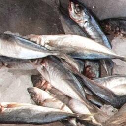 Ставрида на российском прилавке. Архивное фото