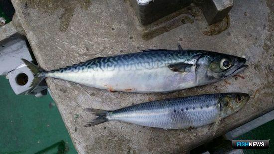 Скумбрия и сардина-иваси. Фото Константина Коробкова