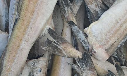 Россия и Республика Корея переходят на электронную ветсертификацию в рыбной торговле
