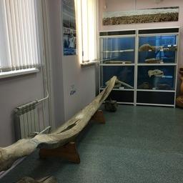 Фрагмент челюсти кита – еще один уникальный экспонат Морского музея ТИНРО