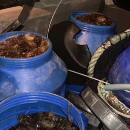 Полицейские изъяли около 3 тыс. экземпляров живого дальневосточного трепанга. Фото пресс-службы МВД России