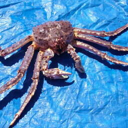 Общий допустимый улов камчатского краба в Баренцевом море на 2026 г. предложено увеличить на 10%. Архивное фото