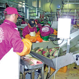 Процесс рыбопереработки на заводе компании «Корякморепродукт»