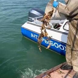 В водохранилища вернули из браконьерских ловушек около 9 тыс. раков. Кадр оперативной съемки