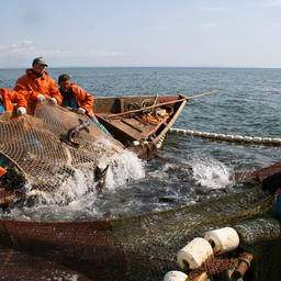 Добыча лосося на рыбопромысловом участке на Дальнем Востоке