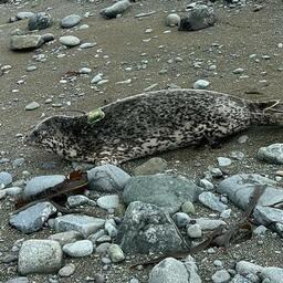 О больших миграциях тюленей ученым «рассказали» спутниковые передатчики. Фото пресс-службы краевого правительства
