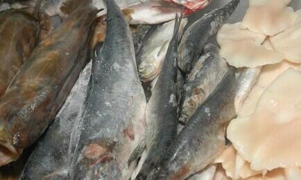 Выпуск мороженой рыбы показал умеренный рост