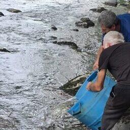 В реки Краснодарского края выпустили почти 40,3 тыс. особей молоди черноморского лосося. Фото пресс-службы Главрыбвода