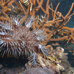 Морские звезды угрожают коралловым рифам Филиппин