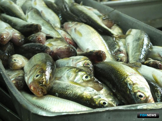 Производство рыбопродукции на Кунашире