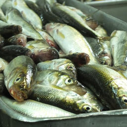 Производство рыбопродукции на Кунашире