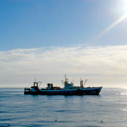 К 9 мая российские рыбаки добыли в общей сложности более 1,8 млн тонн водных биоресурсов