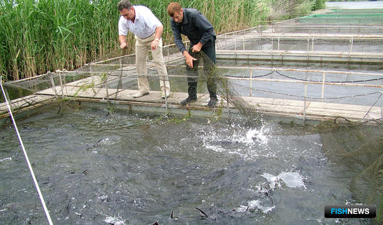 Рыбоводное хозяйство в Астраханской области