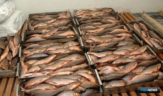 За зимнюю путину в ЯНАО добыто более 1,2 тыс. тонн рыбы. Фото пресс-службы правительства округа