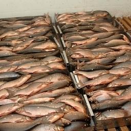 За зимнюю путину в ЯНАО добыто более 1,2 тыс. тонн рыбы. Фото пресс-службы правительства округа