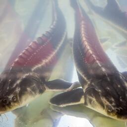 Акваторию под садки рыбоводов выделили на Десне