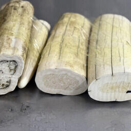 Изъятые бивни моржа. Фото пресс-службы ДВТУ